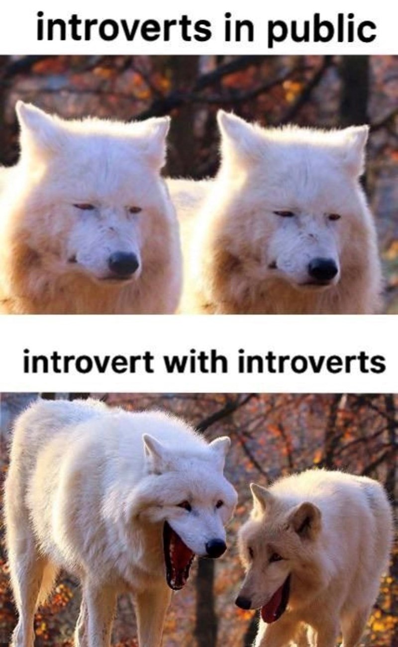 introverts in public introvert with introverts