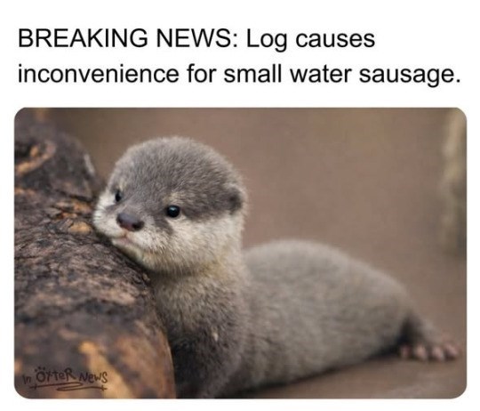 BREAKING NEWS: Log causes inconvenience for small water sausage. ÖrteR News