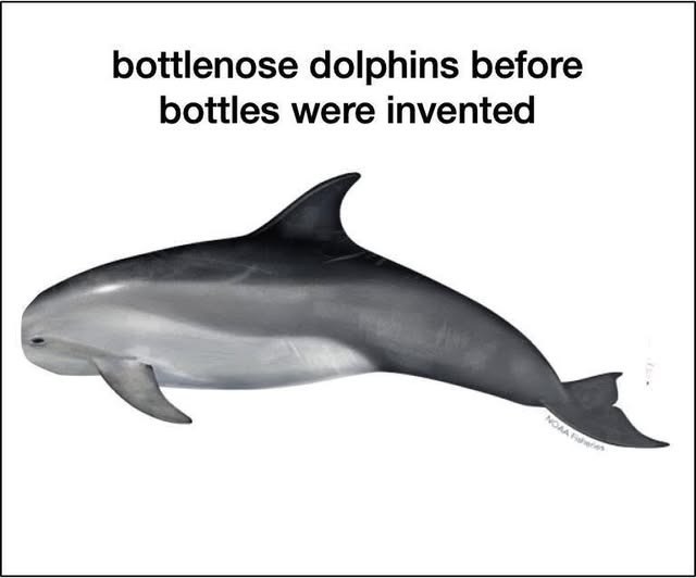 bottlenose dolphins before bottles were invented NOAA F