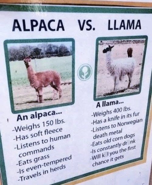 ALPACA VS. LLAMA An alpaca... -Weighs 150 lbs. -Has soft fleece -Listens to human commands -Eats grass -Is even-tempered -Travels in herds A llama... -Weighs 400 lbs. -Has a knife in its fur -Listens to Norwegian death metal -Eats old corn dogs -Is constantly dr nk -Will k I you the first chance it gets