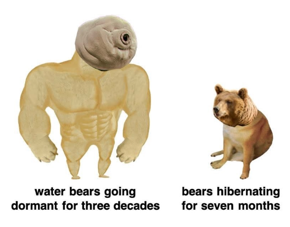 water bears going dormant for three decades bears hibernating for seven months