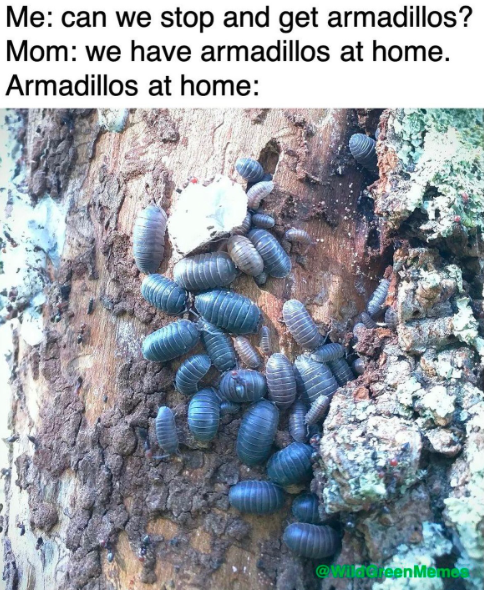 Me: can we stop and get armadillos? Mom: we have armadillos at home. Armadillos at home: @WingjeenMemees