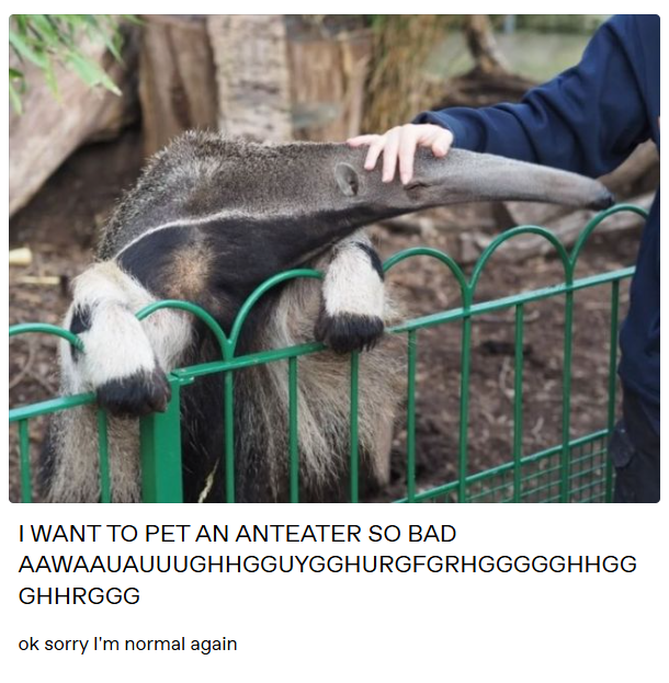I WANT TO PET AN ANTEATER SO BAD AAWAAUAUUUGHHGGUYGGHURGFGRHGGGGGHHGG GHHRGGG ok sorry I'm normal again