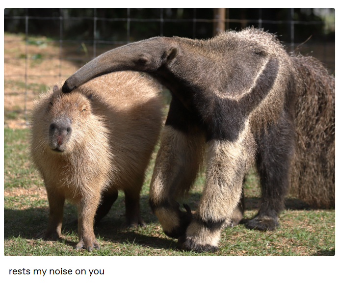 rests my noise on you