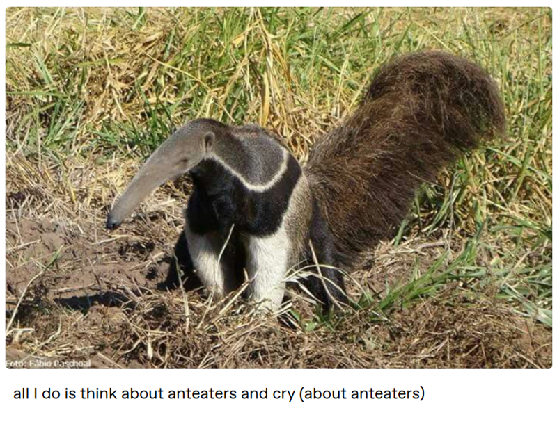 Foto: Fabio Paschoal all I do is think about anteaters and cry (about anteaters)