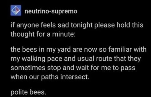 neutrino-supremo if anyone feels sad tonight please hold this thought for a minute: the bees in my yard are now so familiar with my walking pace and usual route that they sometimes stop and wait for me to pass when our paths intersect. polite bees.