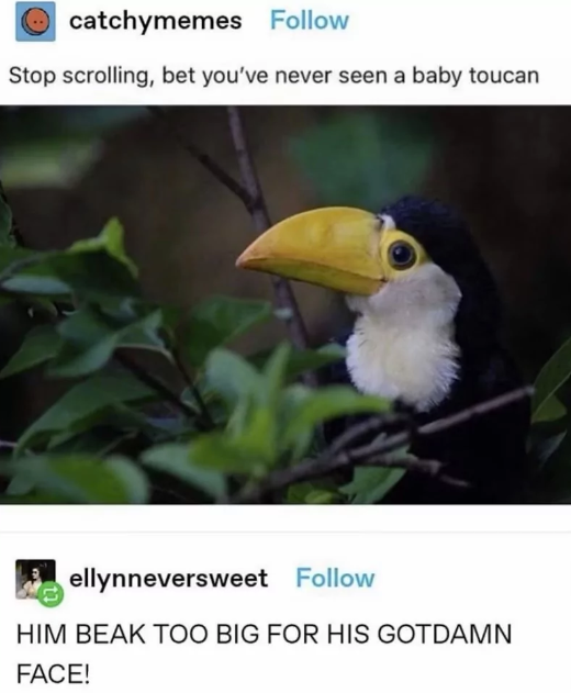 Ⓒ catchymemes Follow Stop scrolling, bet you've never seen a baby toucan ellynneversweet Follow HIM BEAK TOO BIG FOR HIS GOTDAMN FACE!