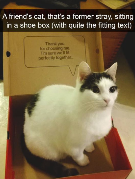 A friend's cat, that's a former stray, sitting in a shoe box (with quite the fitting text) Thank you for choosing me. I'm sure we'll fit perfectly together...