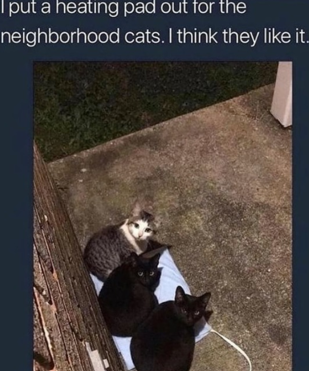 put a heating pad out for the neighborhood cats. I think they like it.