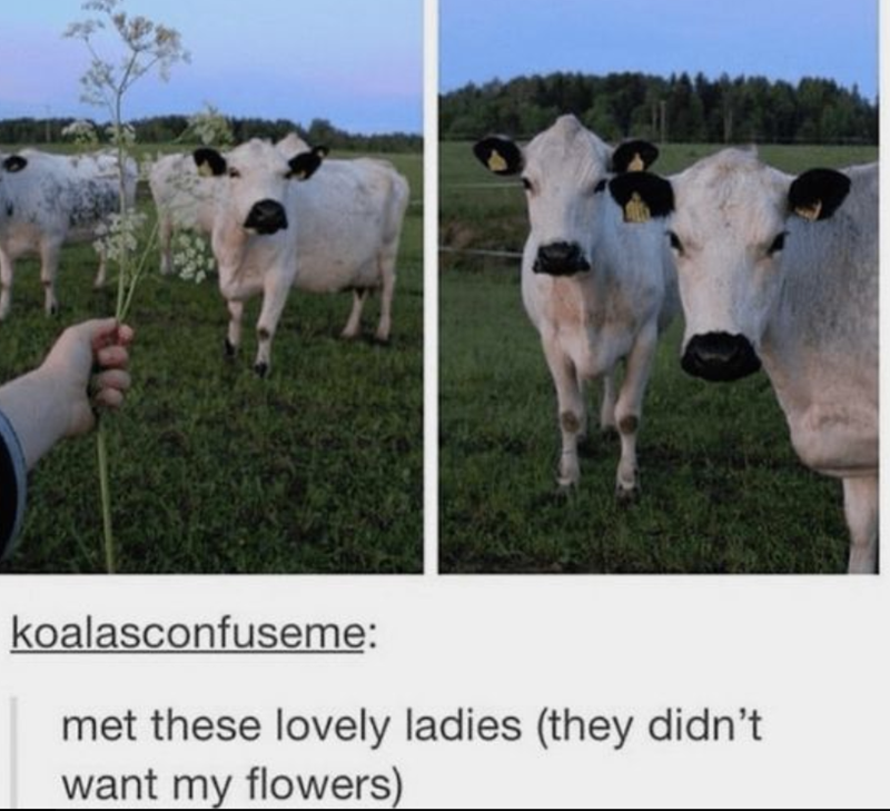 koalasconfuseme: met these lovely ladies (they didn't want my flowers)