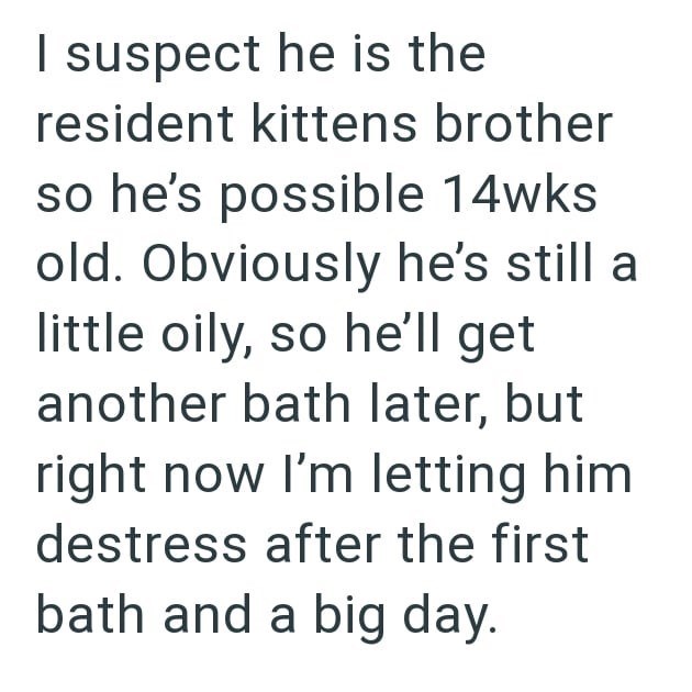 I suspect he is the resident kittens brother so he's possible 14wks old. Obviously he's still a little oily, so he'll get another bath later, but right now I'm letting him destress after the first bath and a big day.