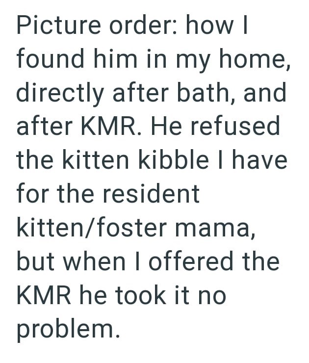 Picture order: how I found him in my home, directly after bath, and after KMR. He refused the kitten kibble I have for the resident kitten/foster mama, but when I offered the KMR he took it no problem.