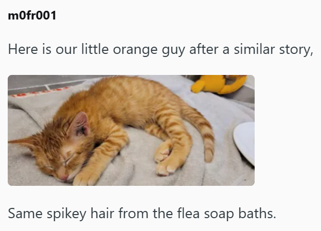 mofr001 Here is our little orange guy after a similar story, Same spikey hair from the flea soap baths.