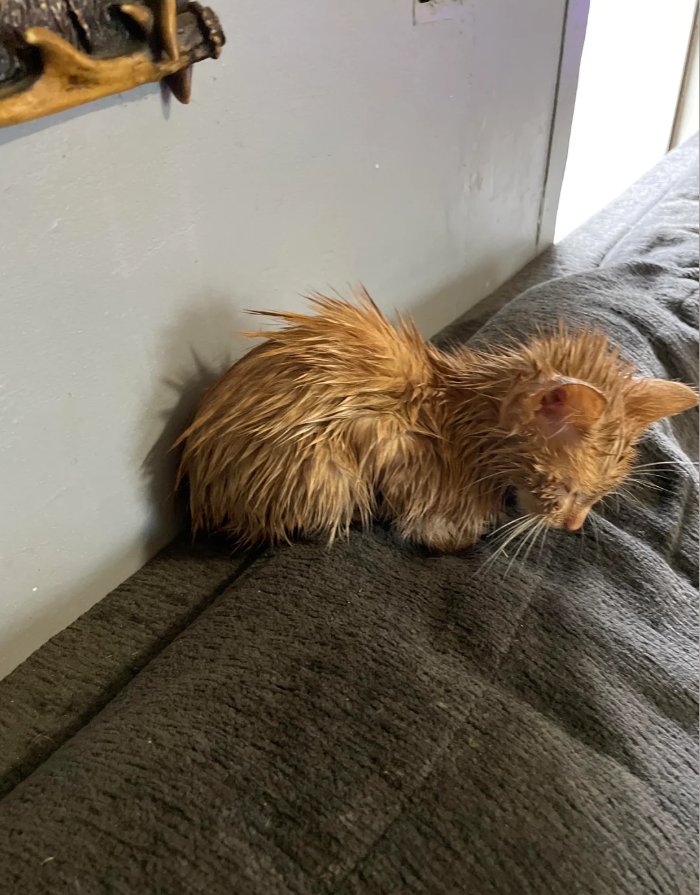 Cheezburger Image 10619784448