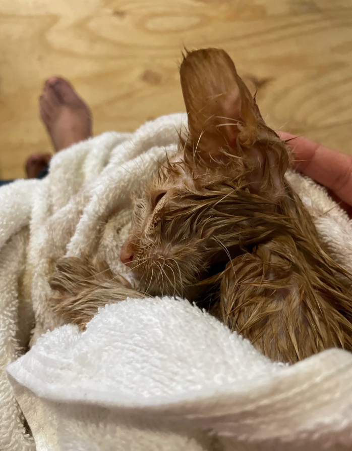 Cheezburger Image 10619784704