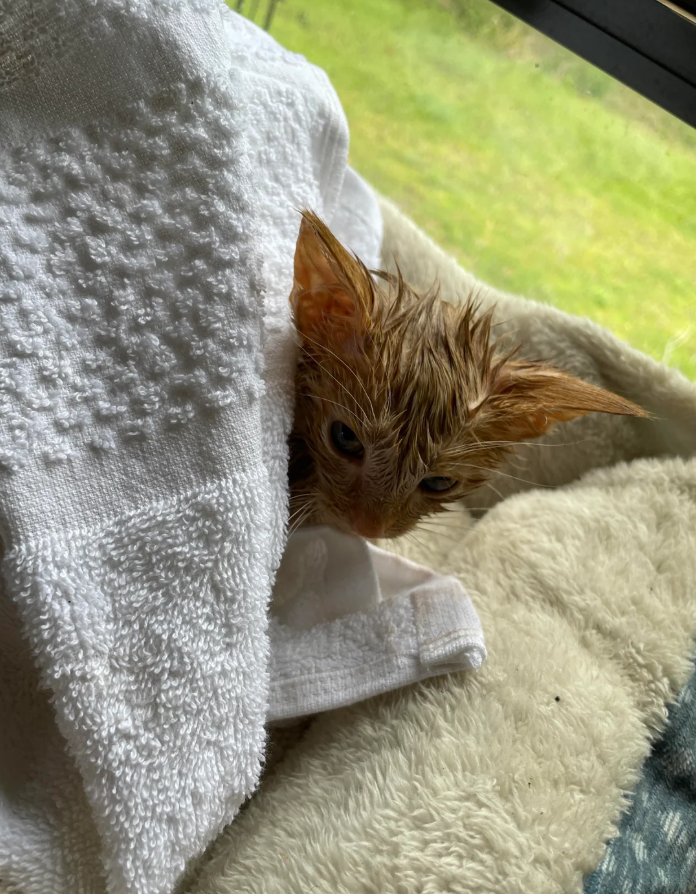 Cheezburger Image 10619785472