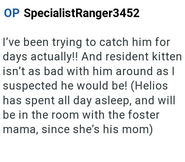 OP SpecialistRanger3452 I've been trying to catch him for days actually!! And resident kitten isn't as bad with him around as I suspected he would be! (Helios has spent all day asleep, and will be in the room with the foster mama, since she's his mom)