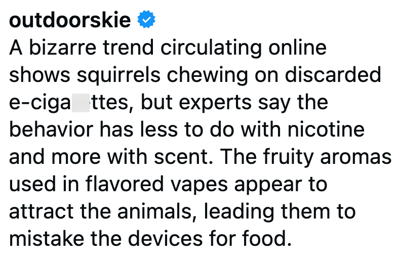outdoorskie❤ A bizarre trend circulating online shows squirrels chewing on discarded e-ciga ttes, but experts say the behavior has less to do with nicotine and more with scent. The fruity aromas used in flavored vapes appear to attract the animals, leading them to mistake the devices for food.