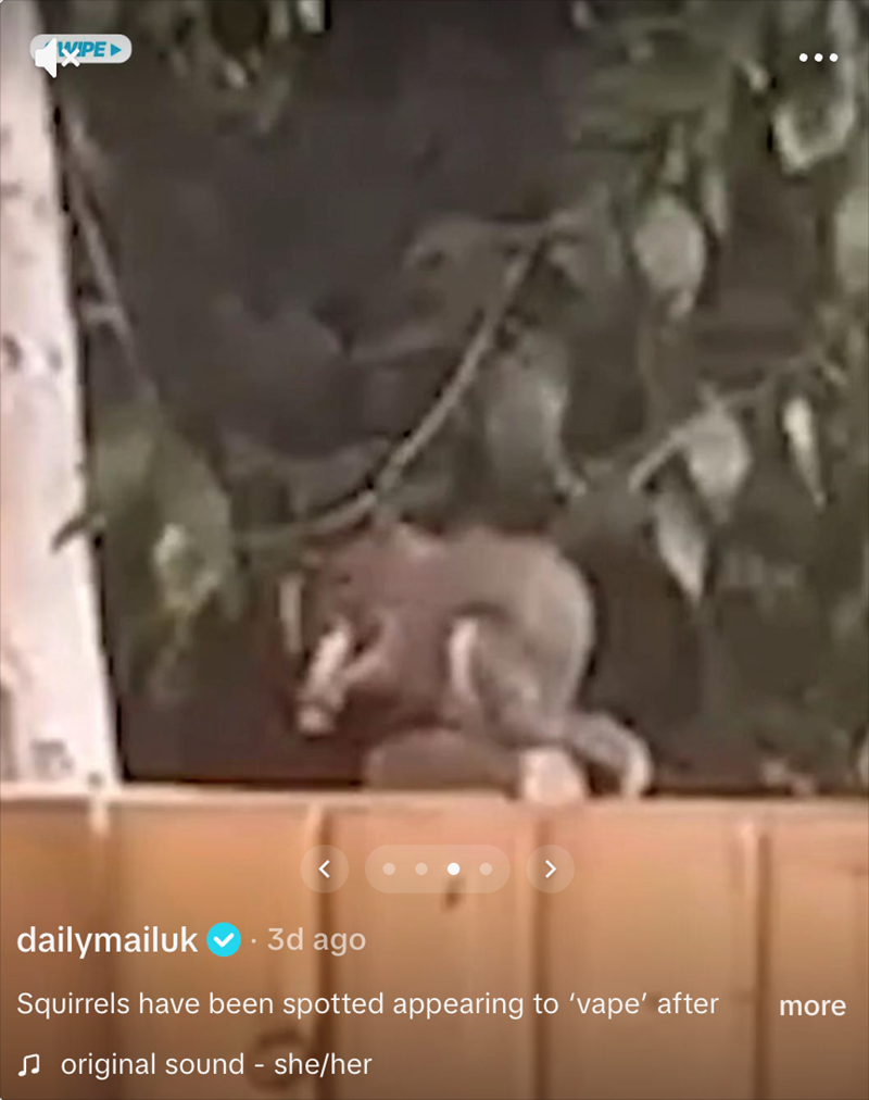 WIPE dailymailuk. 3d ago Squirrels have been spotted appearing to 'vape' after ♫original sound - she/her more