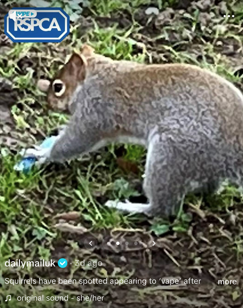 WIPE RSPCA dailymailuk 3d ago Squirrels have been spotted appearing to 'vape' after original sound - she/her more
