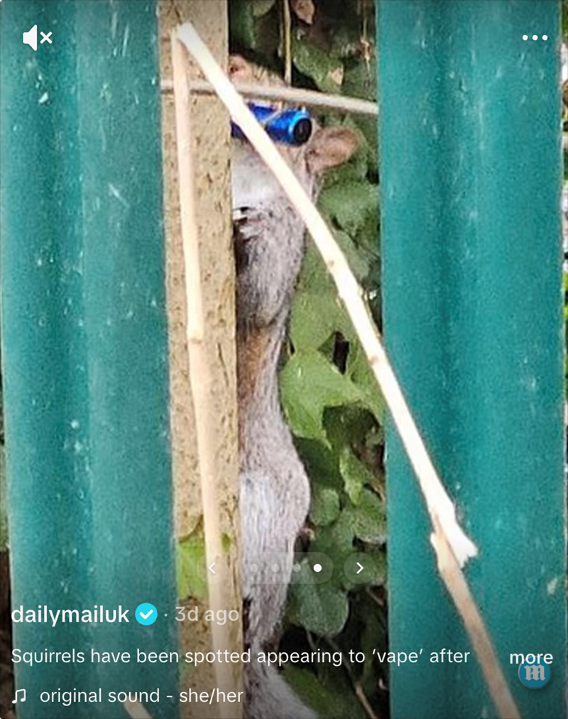 dailymailuk 3d ago Squirrels have been spotted appearing to 'vape' after ♫original sound - she/her more m