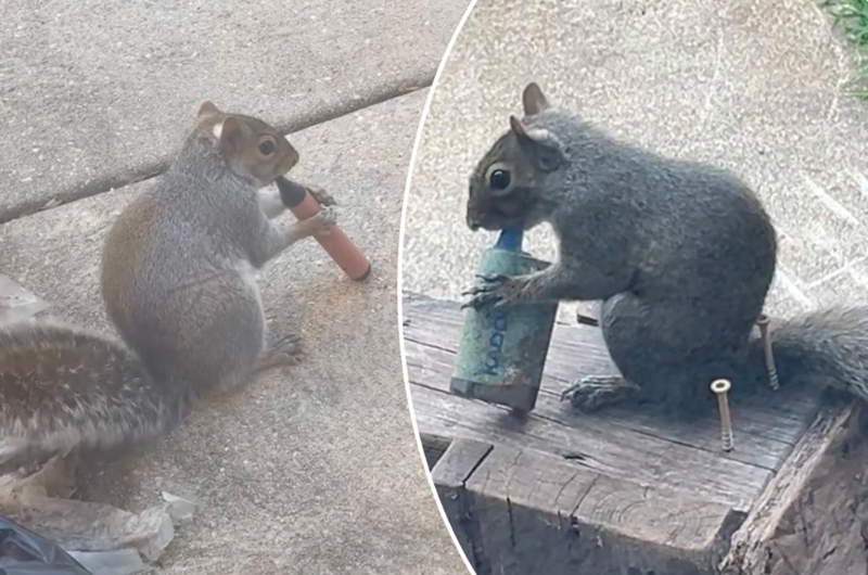 Cheezburger Image 10619792384