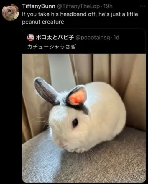 TiffanyBunn @TiffanyTheLop 19h If you take his headband off, he's just a little peanut creature **@pocotainsg.1d カチューシャうさぎ