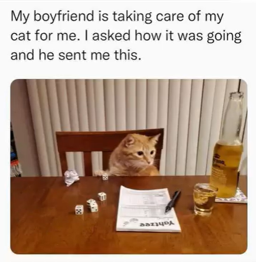 My boyfriend is taking care of my cat for me. I asked how it was going and he sent me this. ВОЗРА