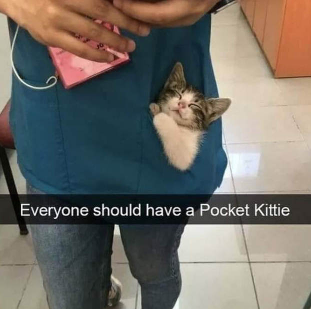 Everyone should have a Pocket Kittie