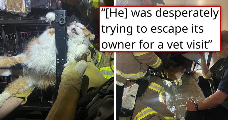 "[He] was desperately trying to escape its owner for a vet visit"