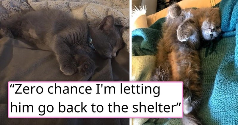 "Zero chance I'm letting him go back to the shelter"