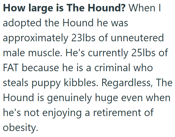 How large is The Hound? When I adopted the Hound he was approximately 23lbs of unneutered male muscle. He's currently 25lbs of FAT because he is a criminal who steals puppy kibbles. Regardless, The Hound is genuinely huge even when he's not enjoying a retirement of obesity.