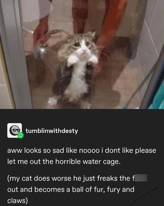 tumblinwithdesty aww looks so sad like noooo i dont like please let me out the horrible water cage. (my cat does worse he just freaks the f out and becomes a ball of fur, fury and claws)