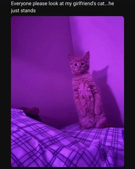 Everyone please look at my girlfriend's cat...he just stands