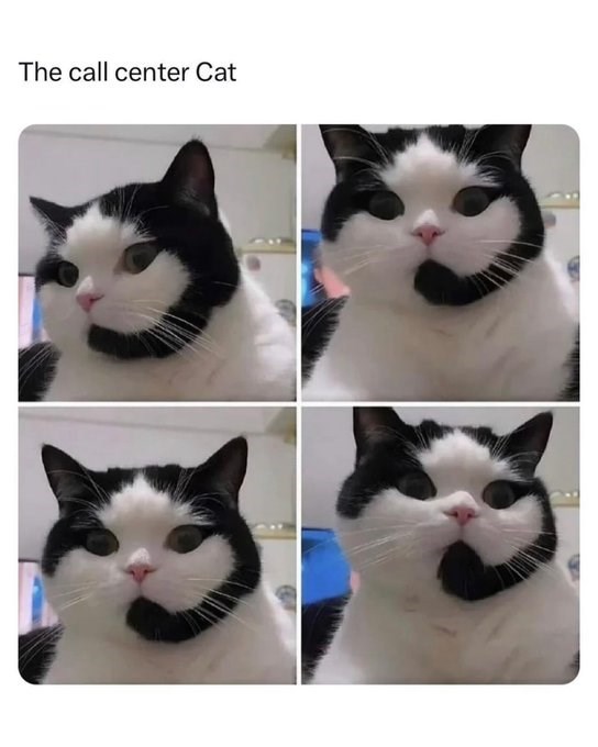 The call center Cat