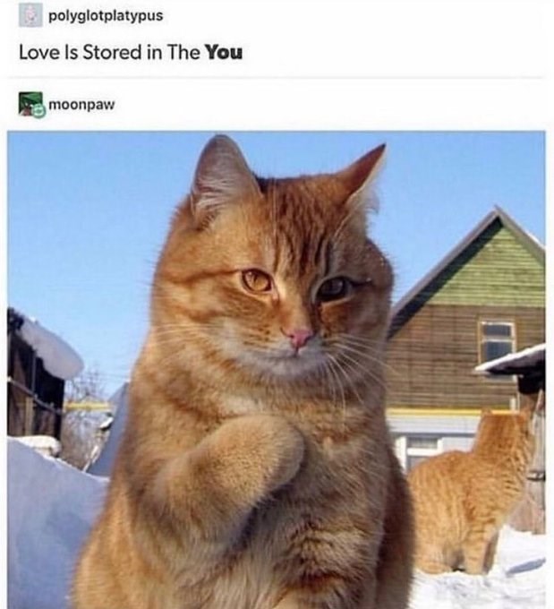 polyglotplatypus Love Is Stored in The You moonpaw