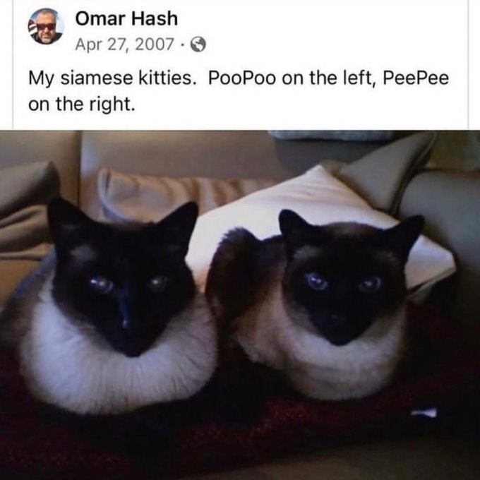 Omar Hash Apr 27, 2007 My siamese kitties. PooPoo on the left, PeePee on the right.