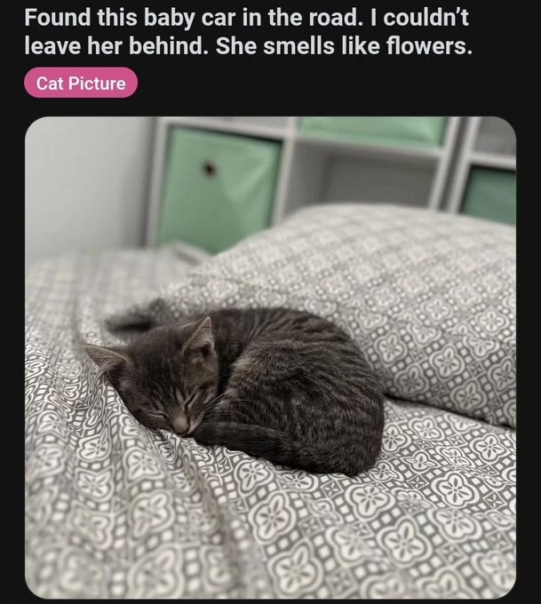 Found this baby car in the road. I couldn't leave her behind. She smells like flowers. Cat Picture 383