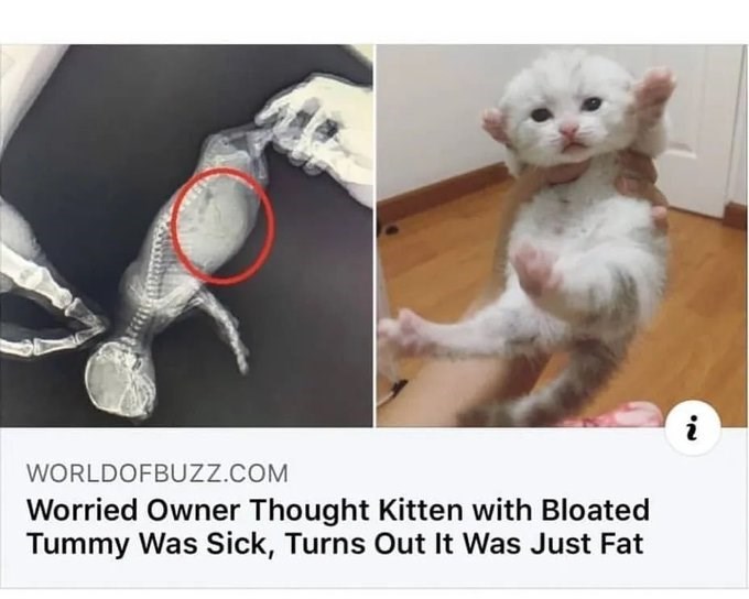 WORLDOFBUZZ.COM Worried Owner Thought Kitten with Bloated Tummy Was Sick, Turns Out It Was Just Fat 22
