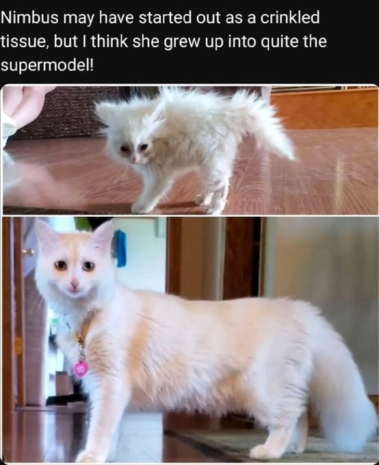 Nimbus may have started out as a crinkled tissue, but I think she grew up into quite the supermodel!