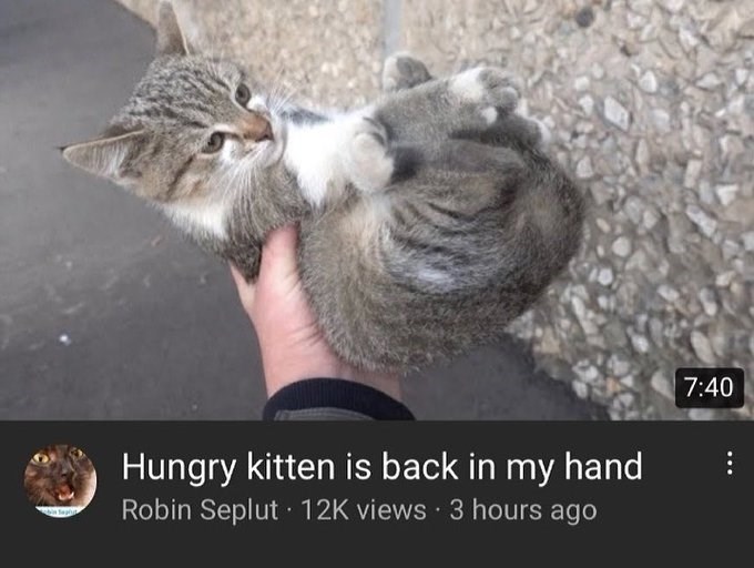 Hungry kitten is back in my hand Robin Seplut 12K views 3 hours ago 7:40