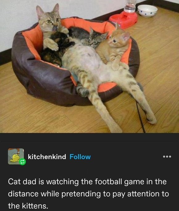 kitchenkind Follow Cat dad is watching the football game in the distance while pretending to pay attention to the kittens.