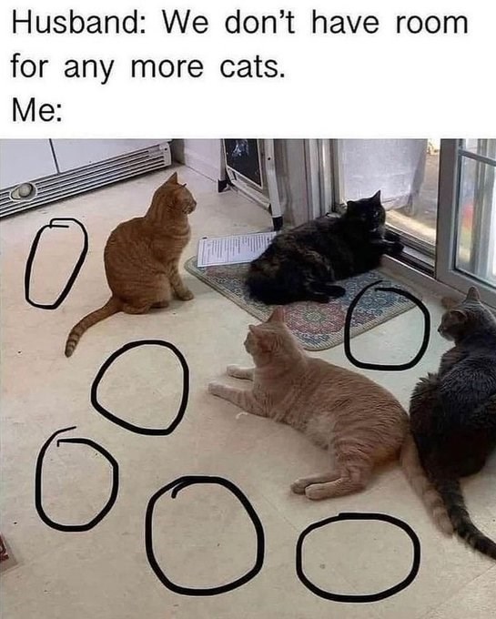 C Husband: We don't have room for any more cats. Me: