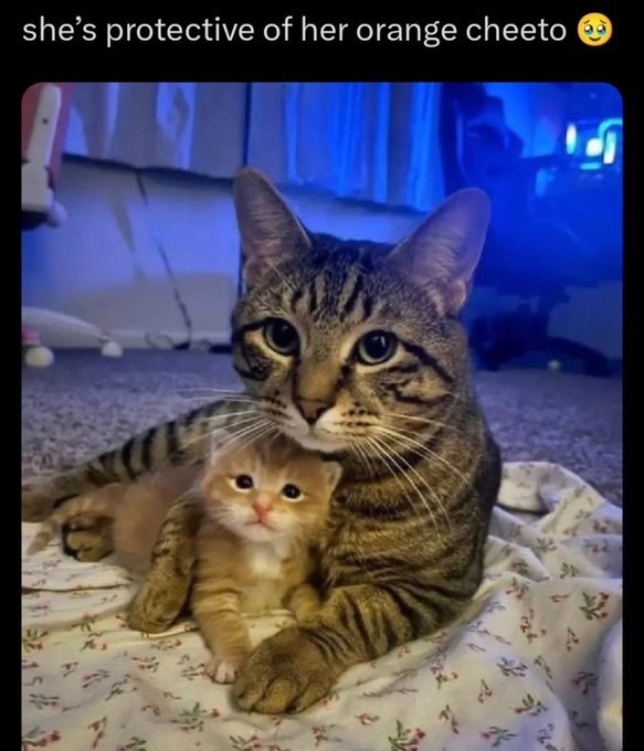 she's protective of her orange cheeto L