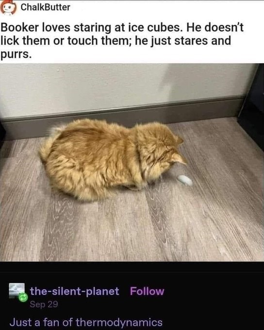 ChalkButter Booker loves staring at ice cubes. He doesn't lick them or touch them; he just stares and purrs. the-silent-planet Follow Sep 29 Just a fan of thermodynamics