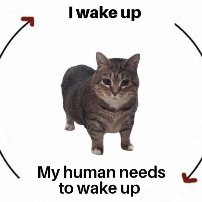 I wake up My human needs to wake up