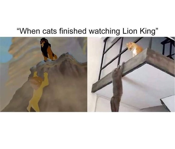 "When cats finished watching Lion King"