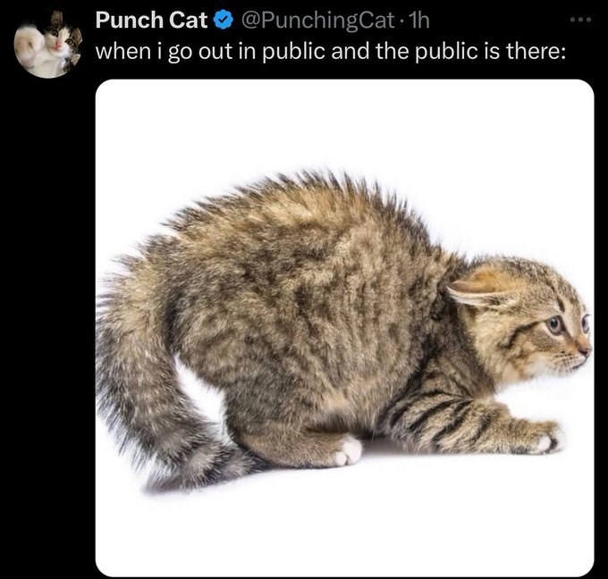 Punch Cat @PunchingCat 1h when i go out in public and the public is there: