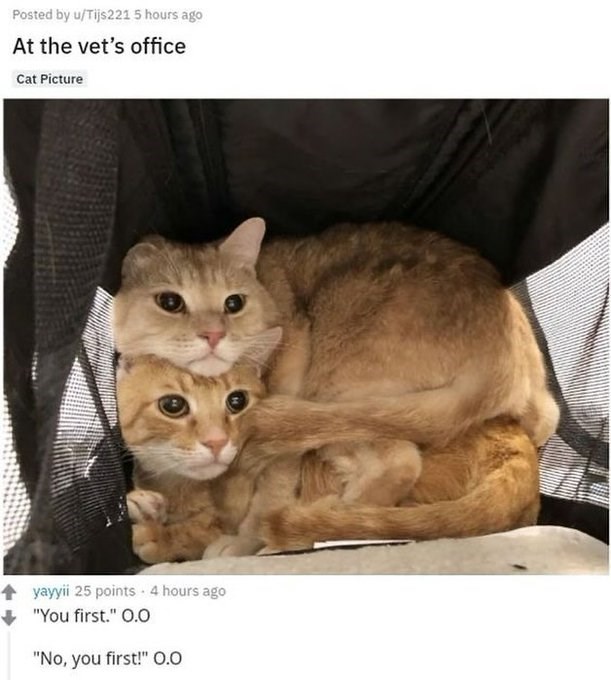 Posted by u/Tijs221 5 hours ago At the vet's office Cat Picture yayyii 25 points - 4 hours ago "You first." O.O "No, you first!" O.O
