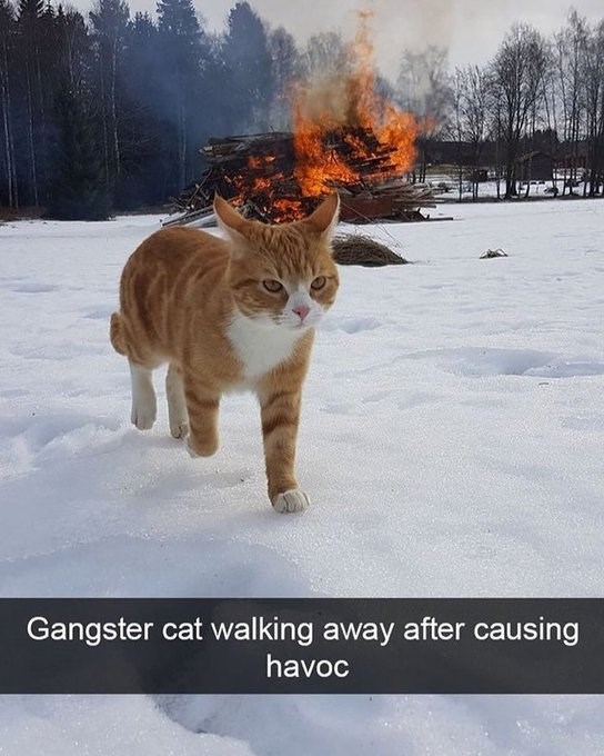 Gangster cat walking away after causing havoc